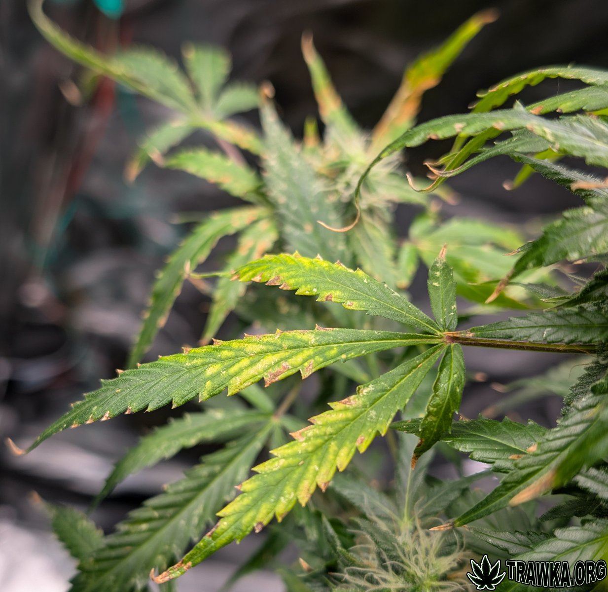 large.problem_3.jpg.574f3610b0e5ea9607da