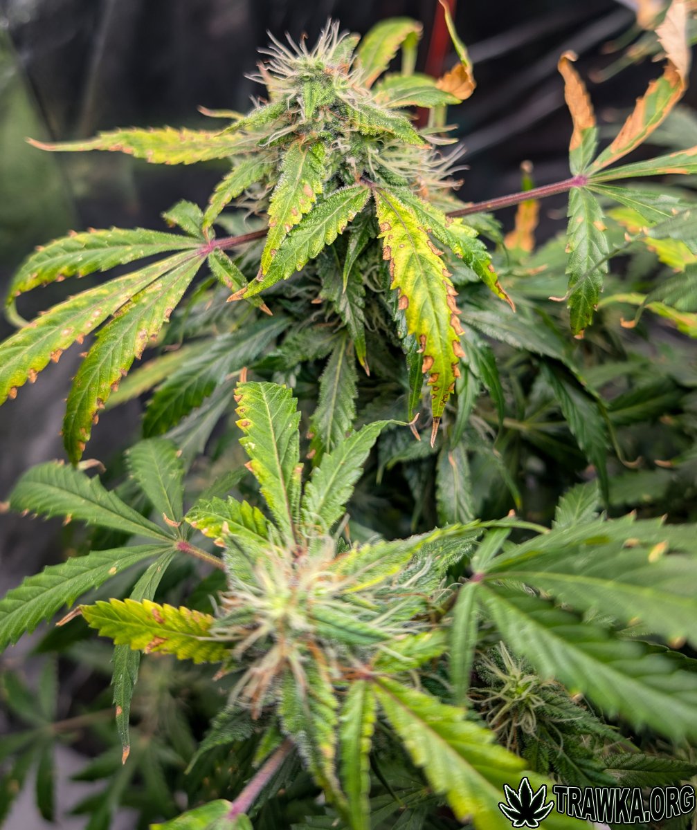 large.problem_4.jpg.88627f4d65f96a90c426