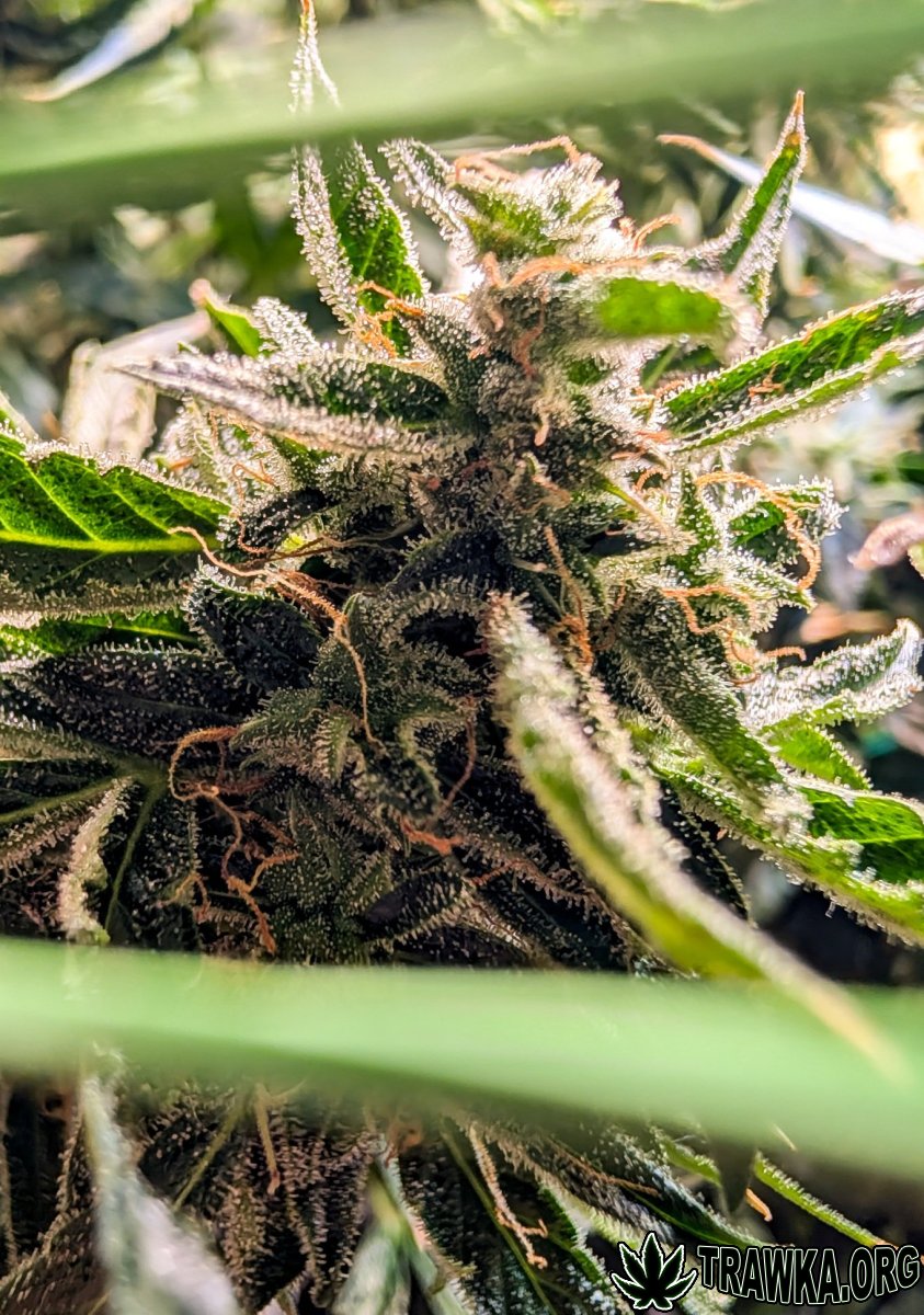 large.top_1.jpg.0365baa5cd575ca608bc3496