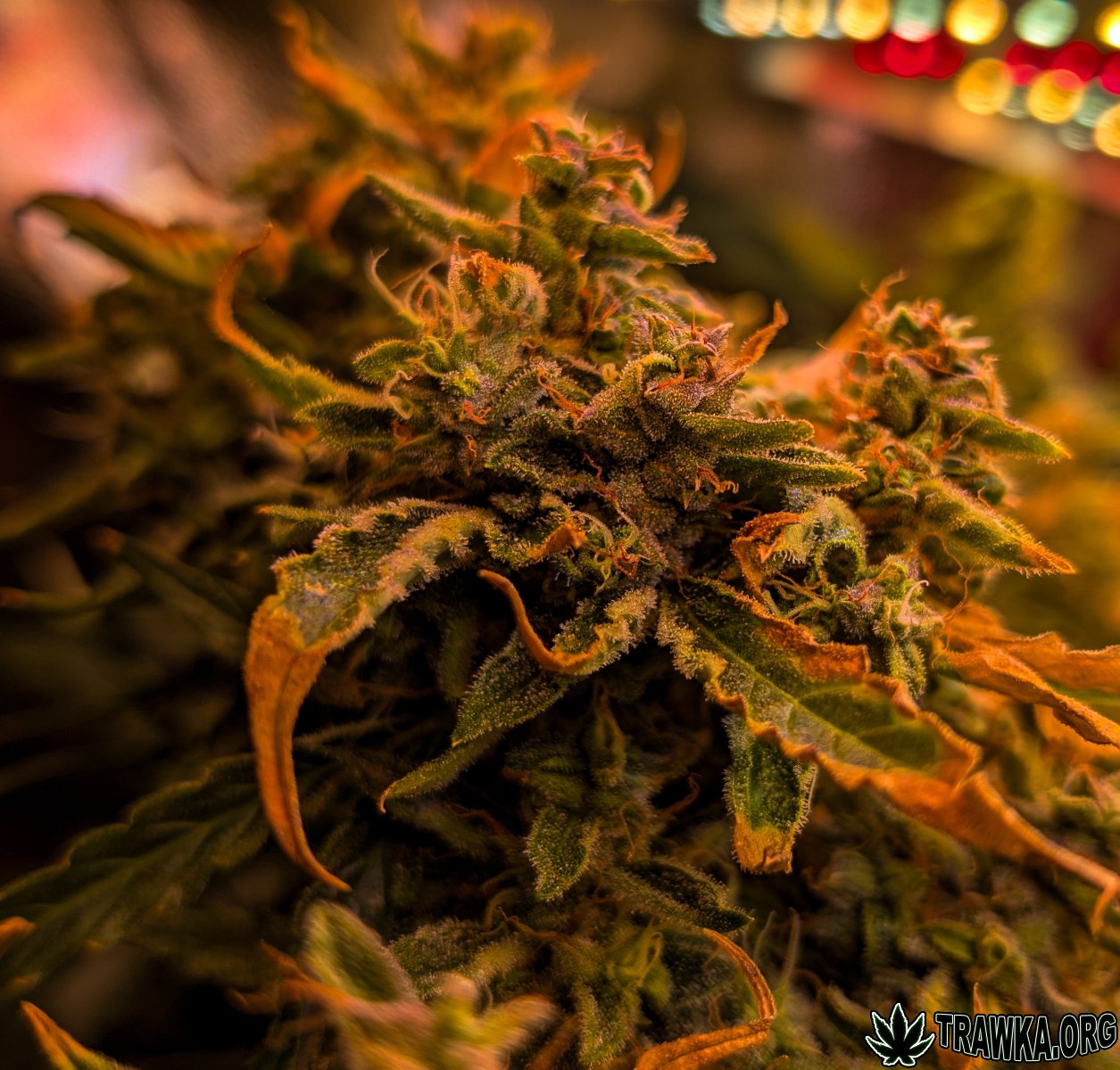 large.top_2.1.jpg.082fd79116fb5a271ca55d