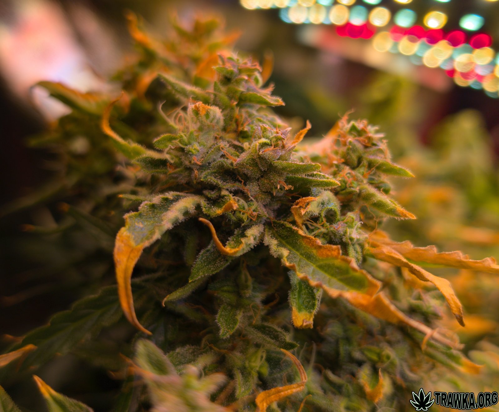 large.top_2.2.jpg.338b7c135b9f8b0916da29