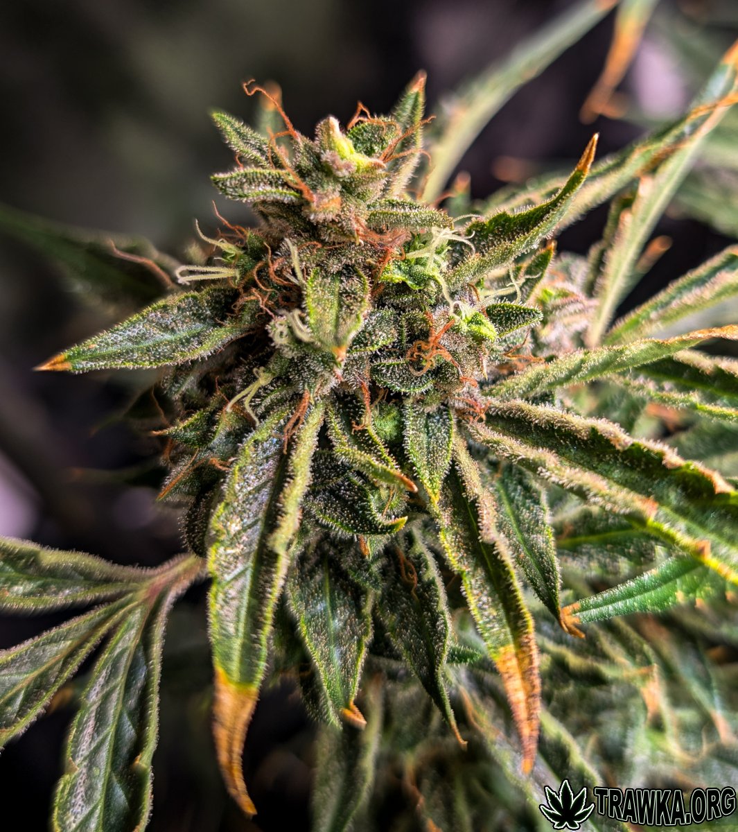 large.top_3.1.jpg.8d03a573211091cdd591f9