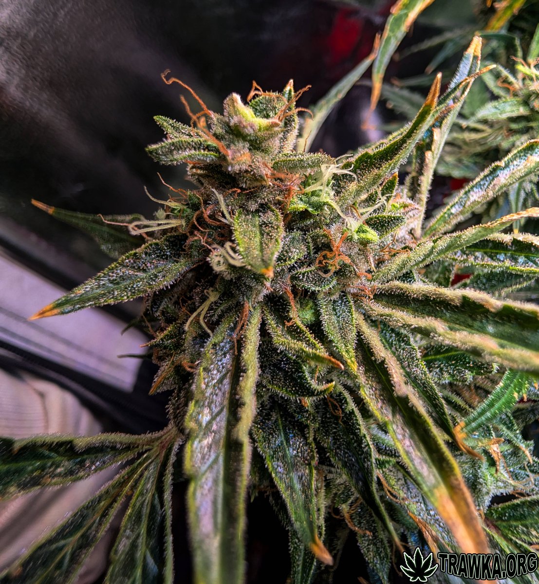 large.top_3.2.jpg.ede8fb8acaadc268a714d8