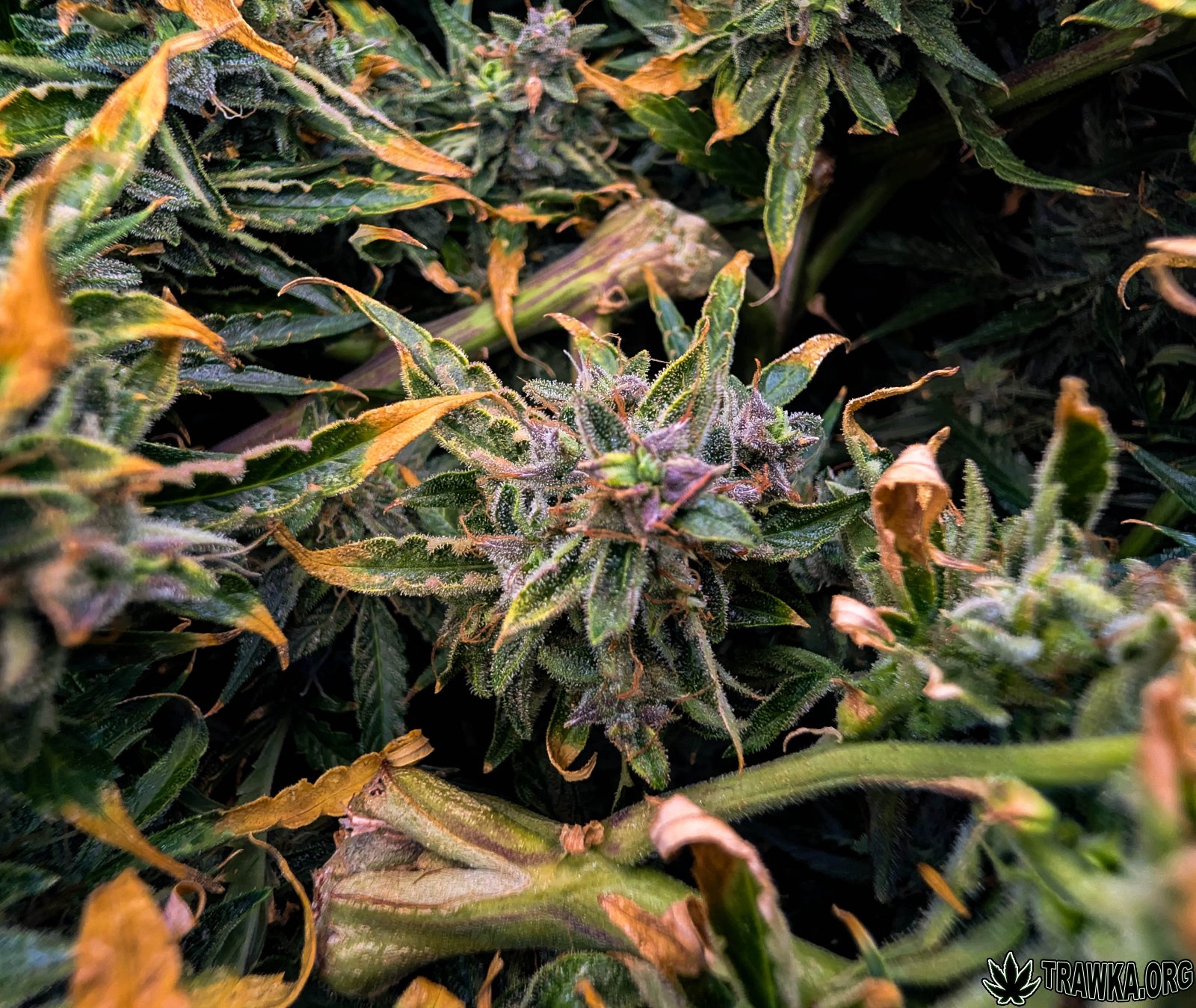 large.top_5.1.jpg.57945d6c6c1ece0bca57b8