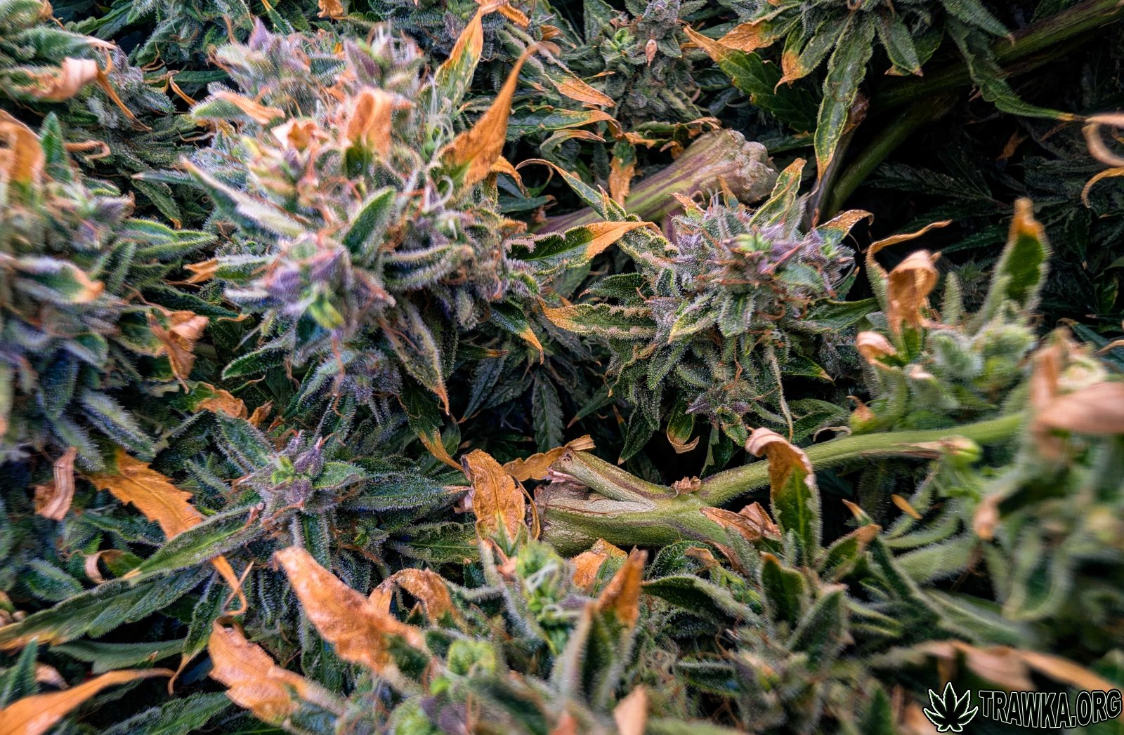 large.top_5.2.jpg.3ddc22ea7bb5083831bd44