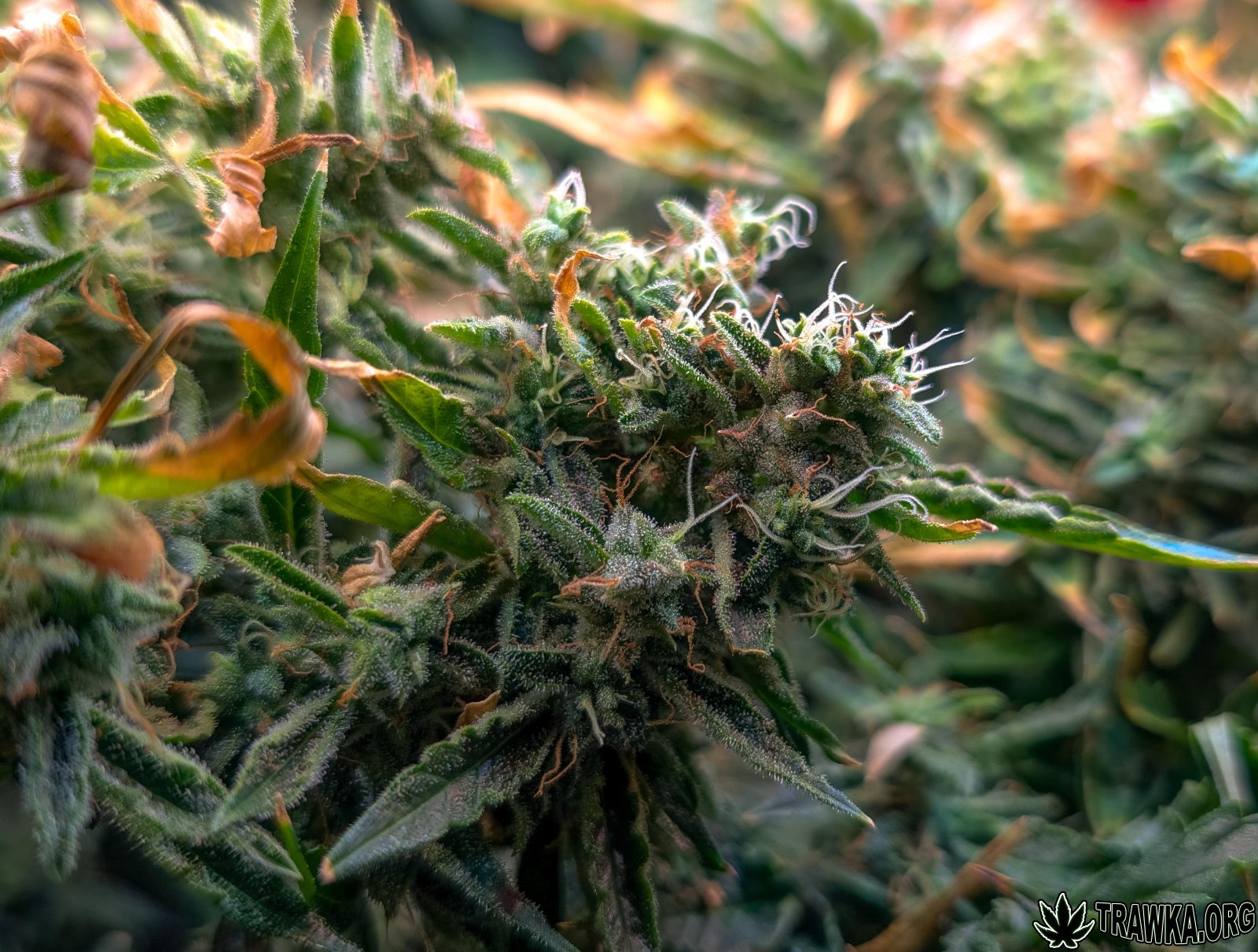 large.topy_4.1.jpg.9d21a3daf9dd5af579b58