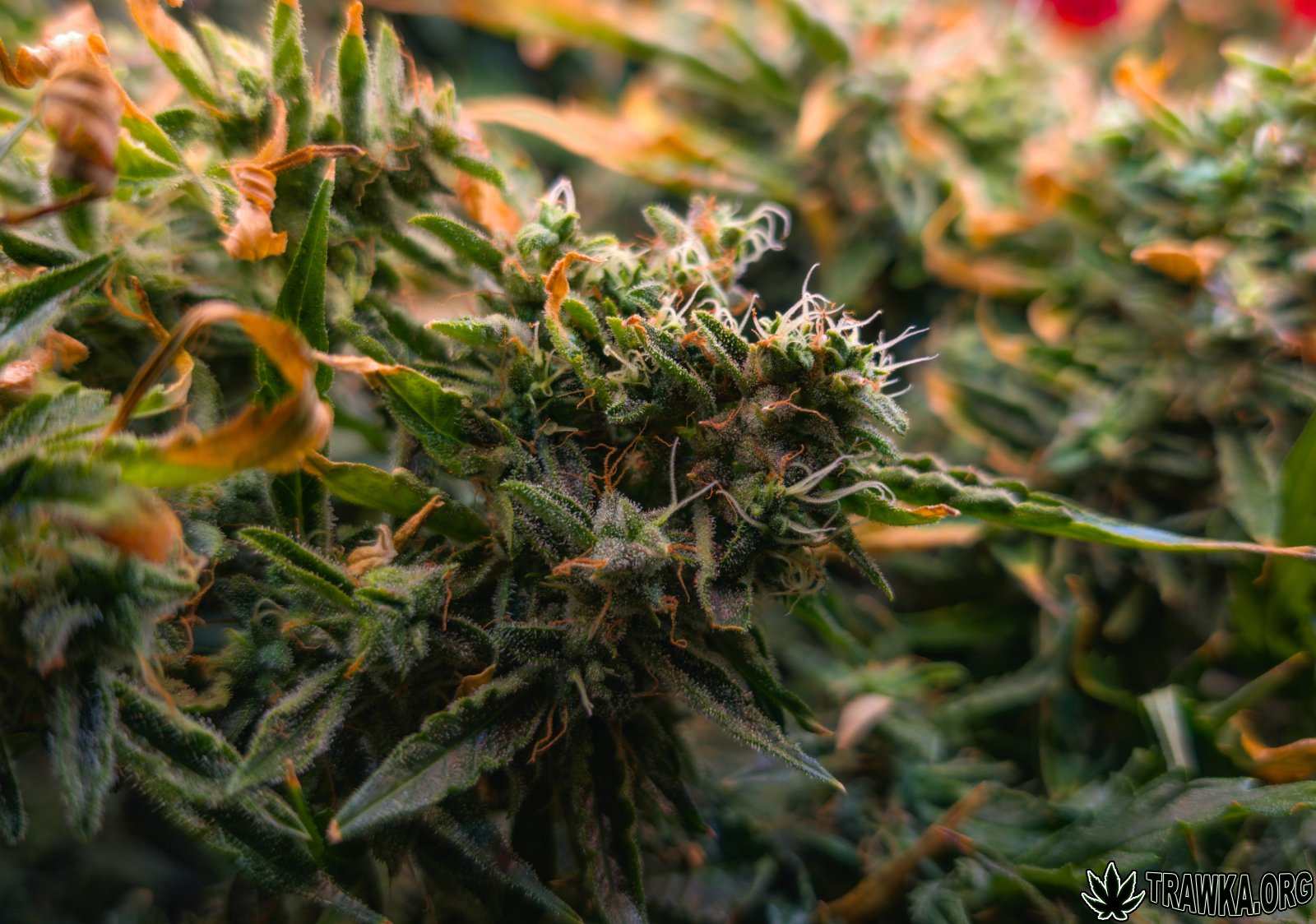 large.topy_4.2.jpg.740463b69fce8a02bac41