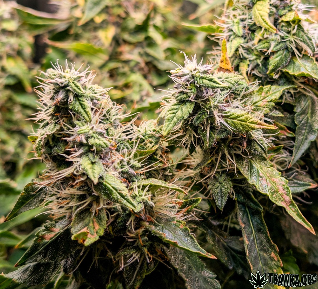 large.topy_multi_2.jpg.ac1750b43e39f5f77