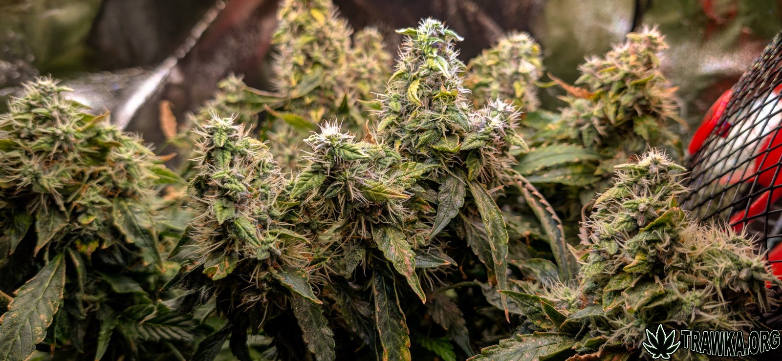 large.topy_multi_3.jpg.047d43def7e38853b