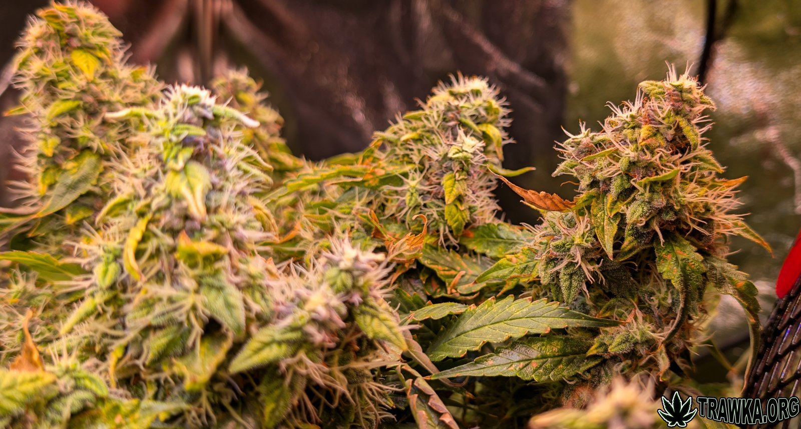 large.topy_multi_4.jpg.e750d39e14ba92895