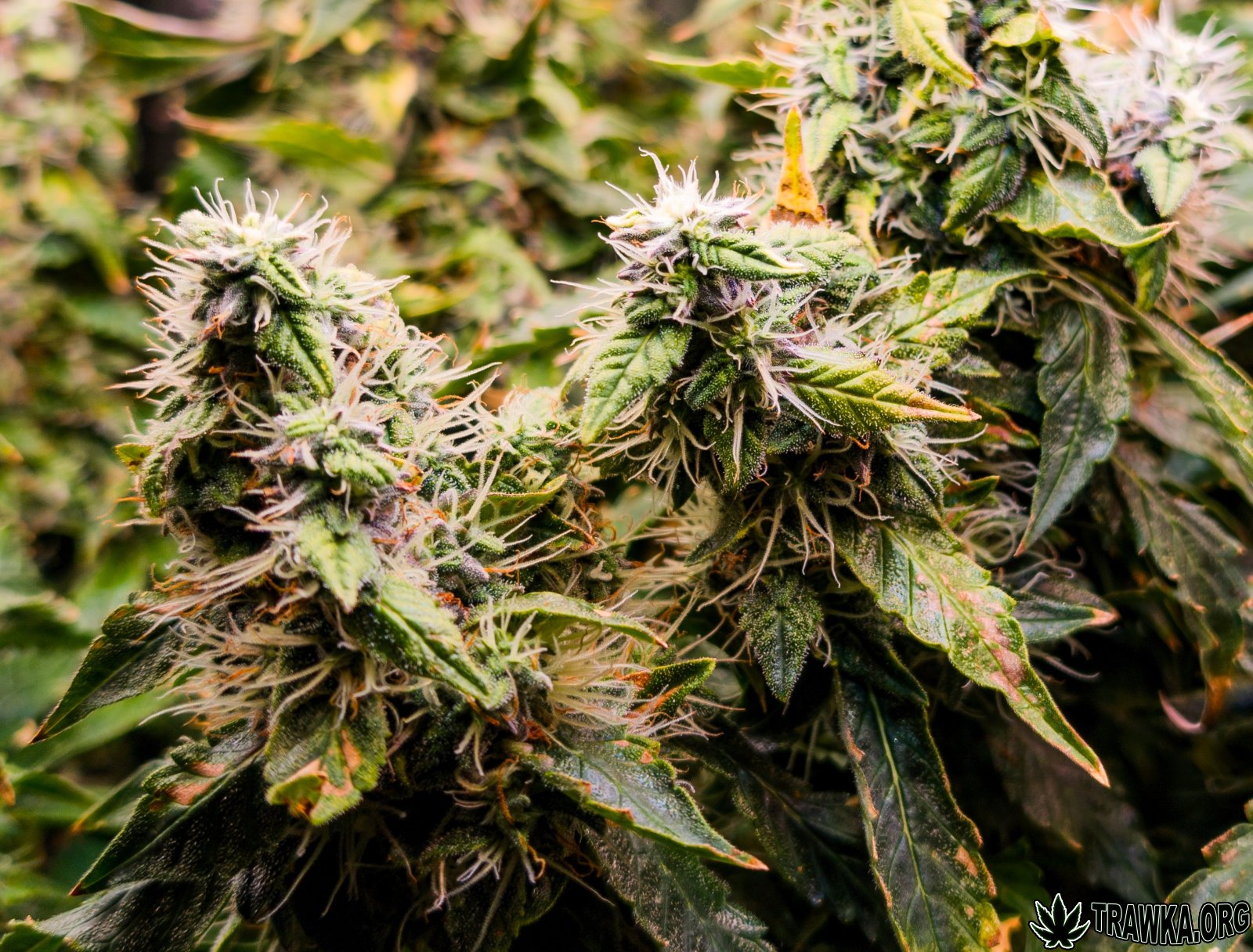 large.topy_multi_5.jpg.1da0a7597b71817e9