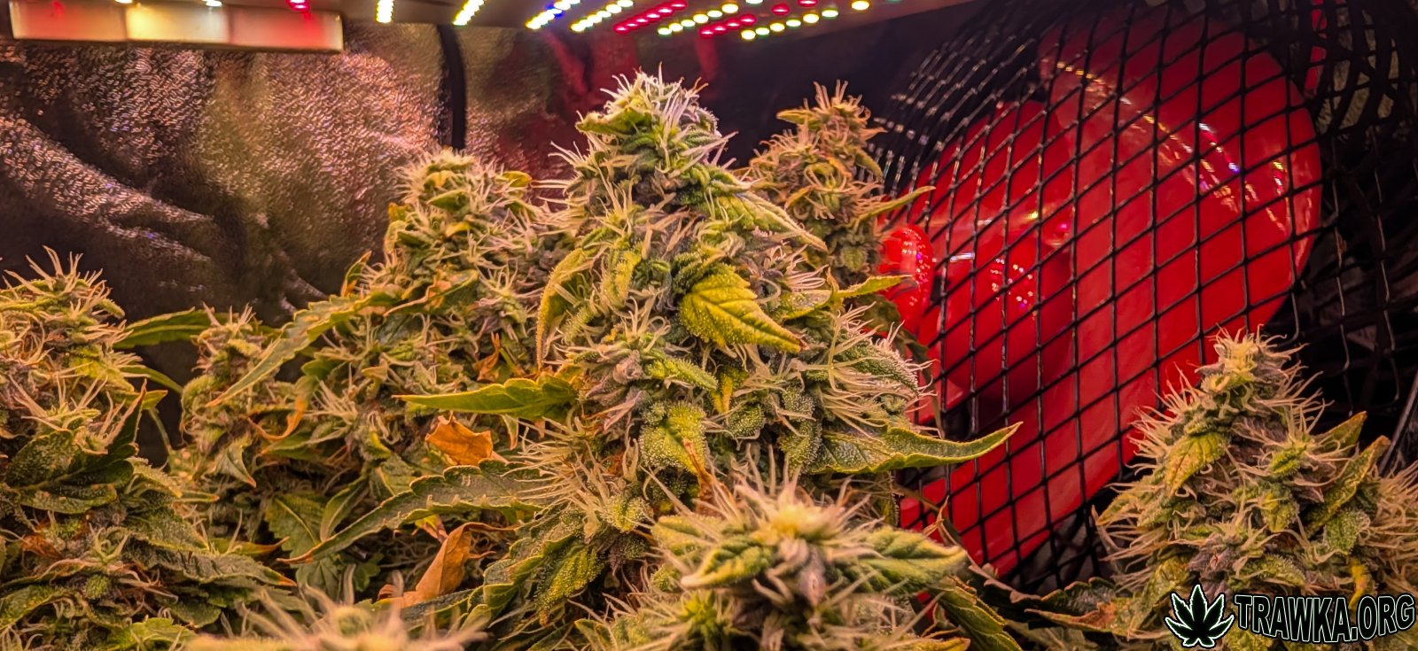 large.topy_multi_6.jpg.81edc665b586bac4e