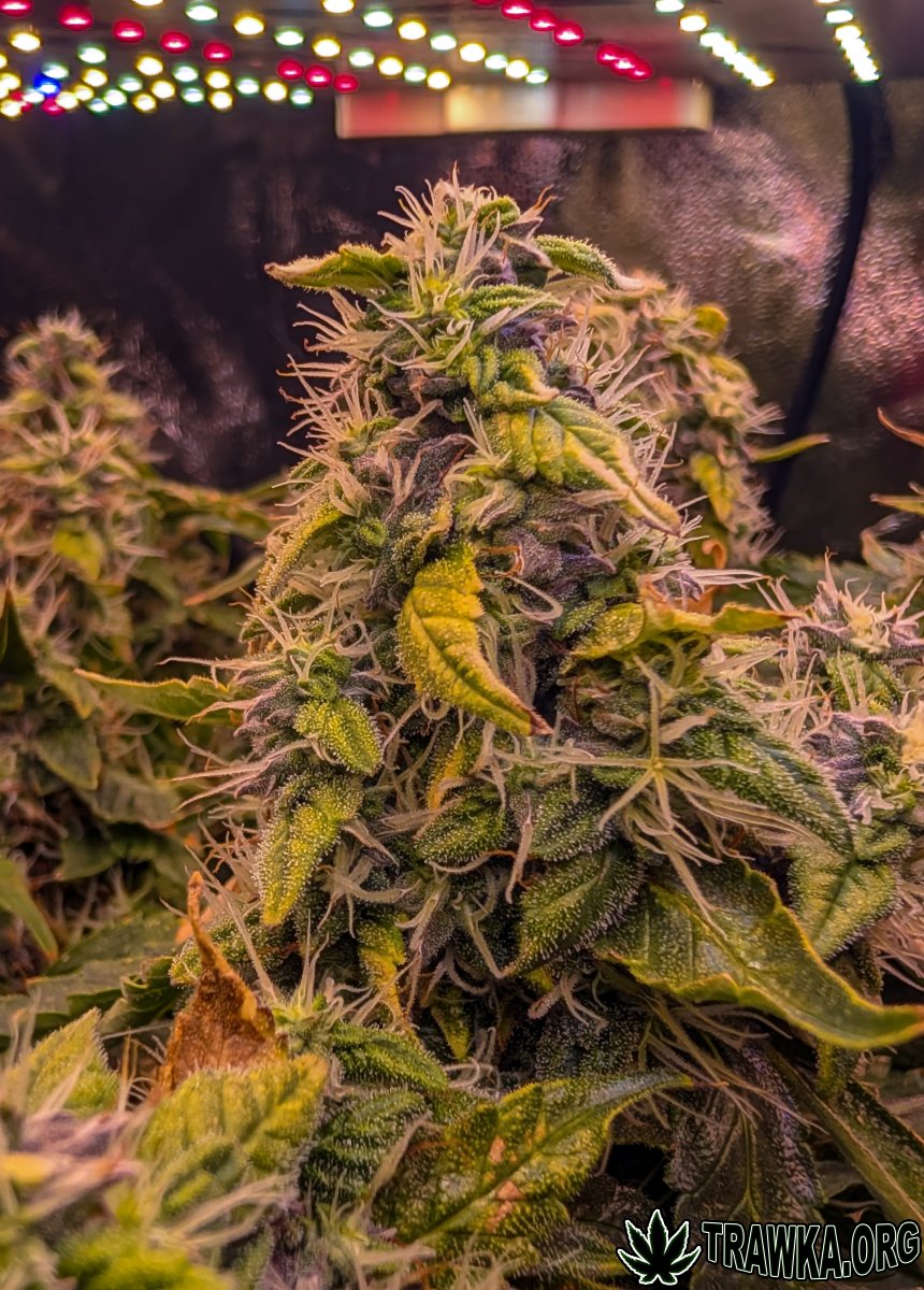 large.topy_zoom_10.jpg.06040777af82c177a