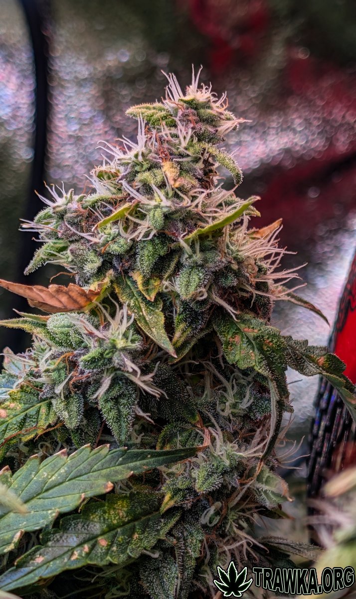 large.topy_zoom_11.jpg.d98b553b23600bb1f