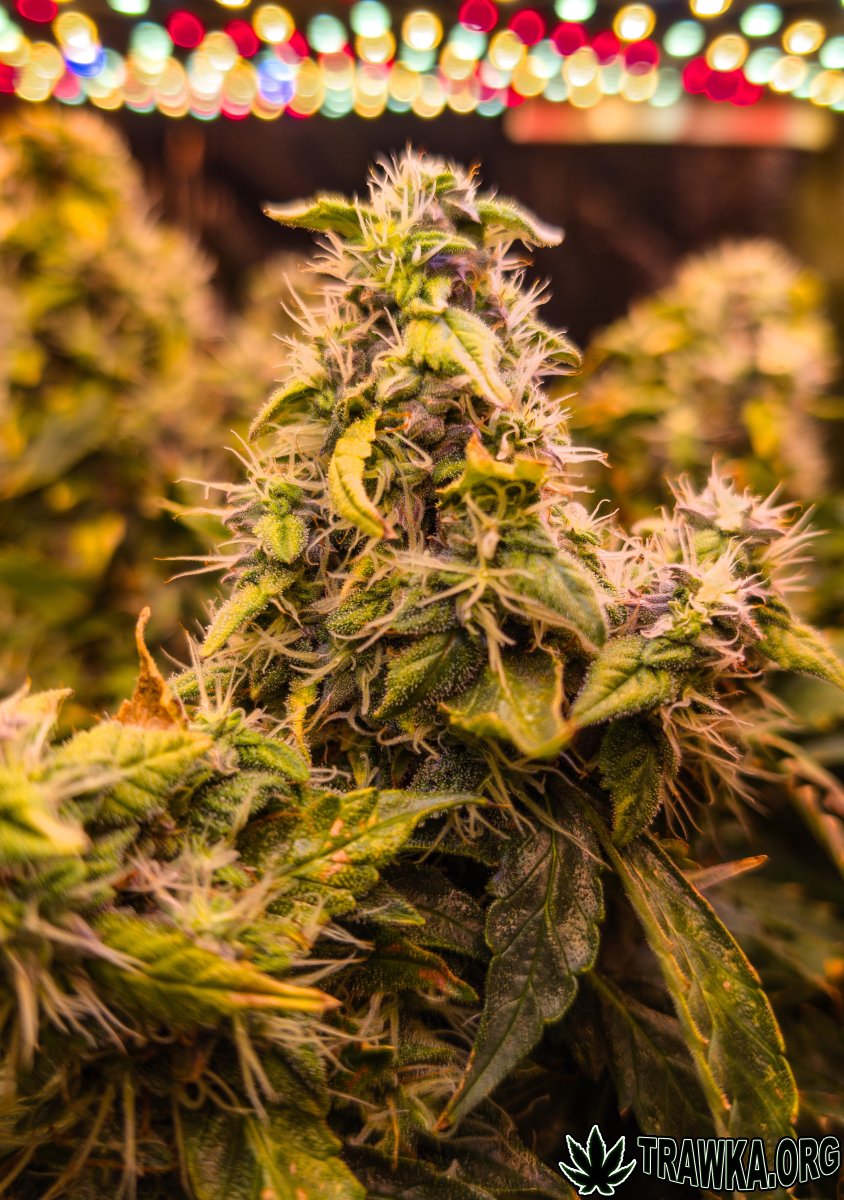 large.topy_zoom_12.jpg.c3b3c4bd9822c9da5