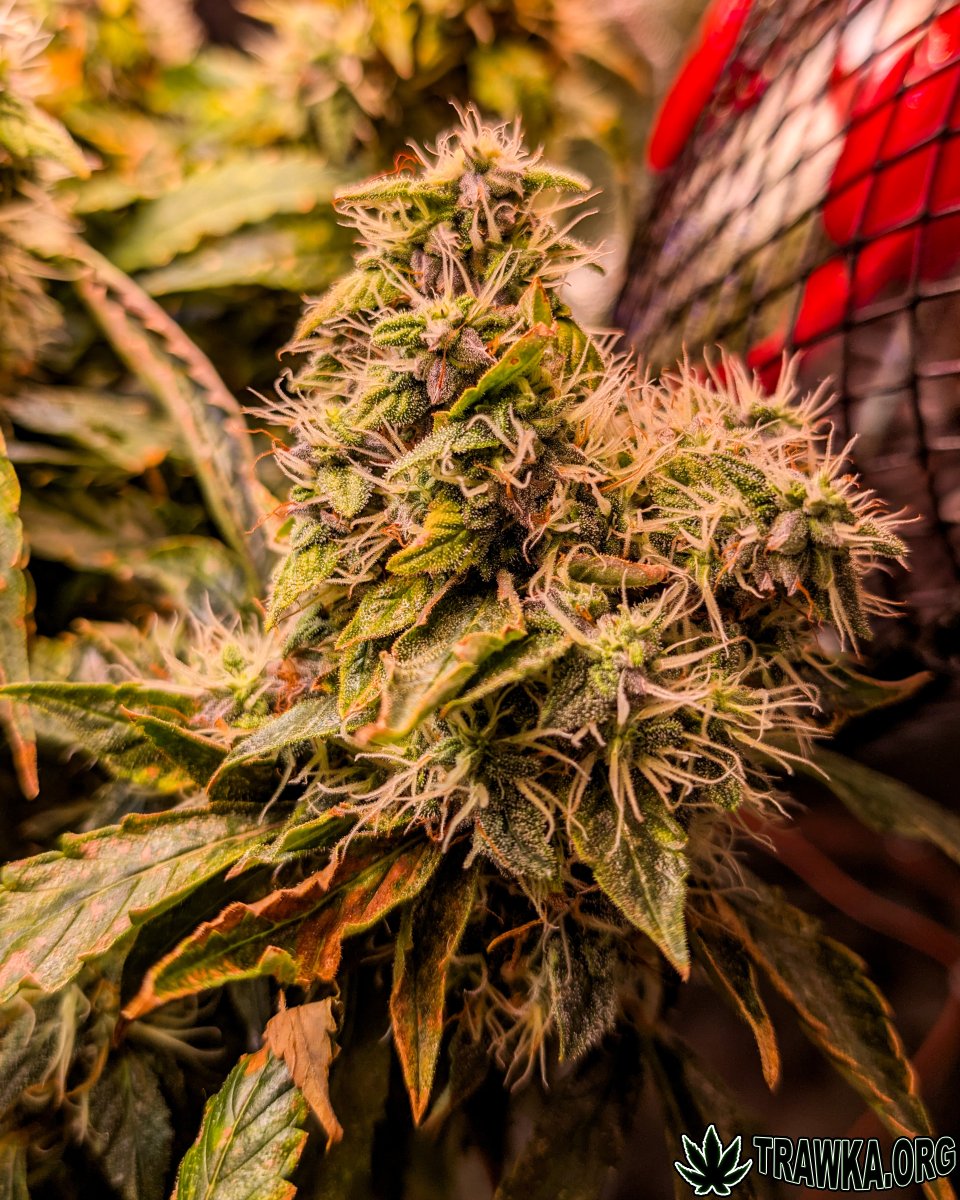 large.topy_zoom_14.jpg.487558d83dc101030