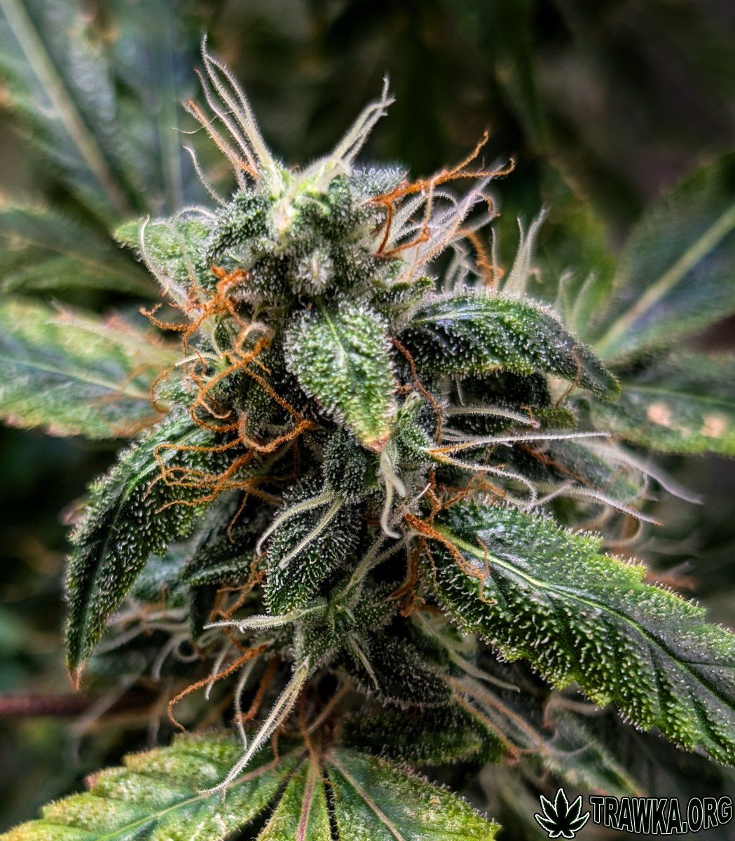 large.topy_zoom_16.jpg.65f985a15d0491857