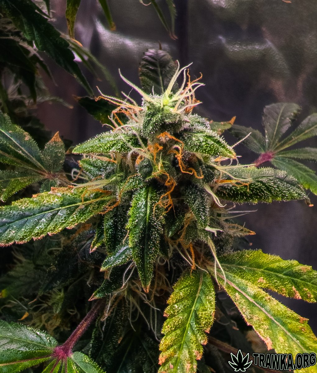 large.topy_zoom_17.jpg.46c75e5035f1e1d67