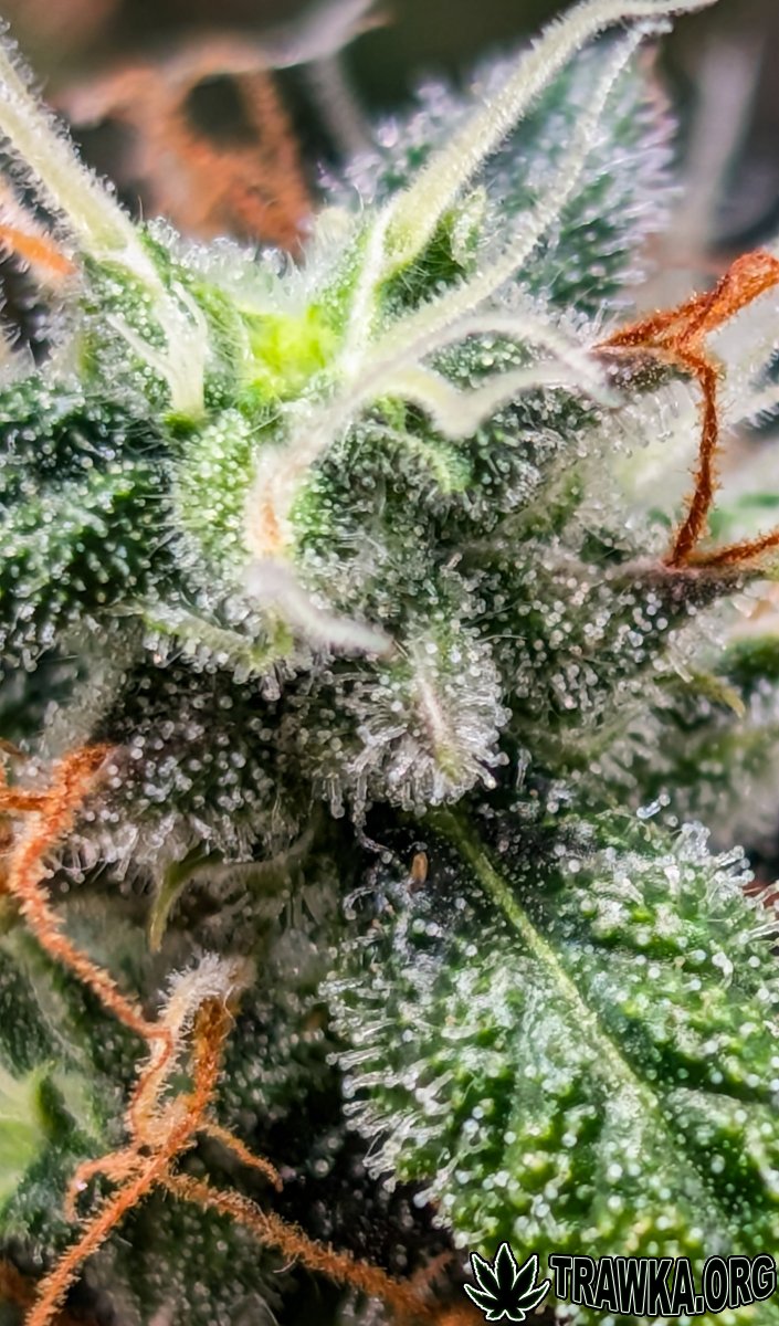 large.topy_zoom_6.jpg.d9905cd4880883a0ec