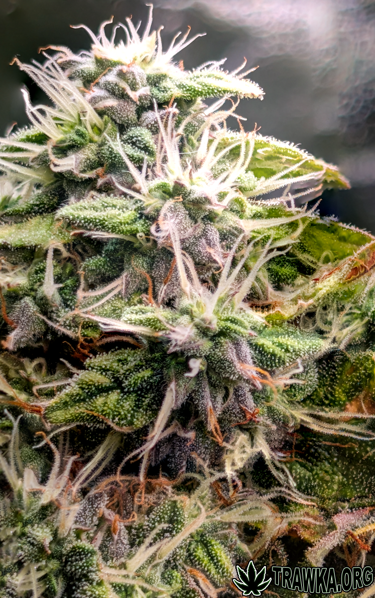 large.topy_zoom_8.png.d077a7c916d94c1012