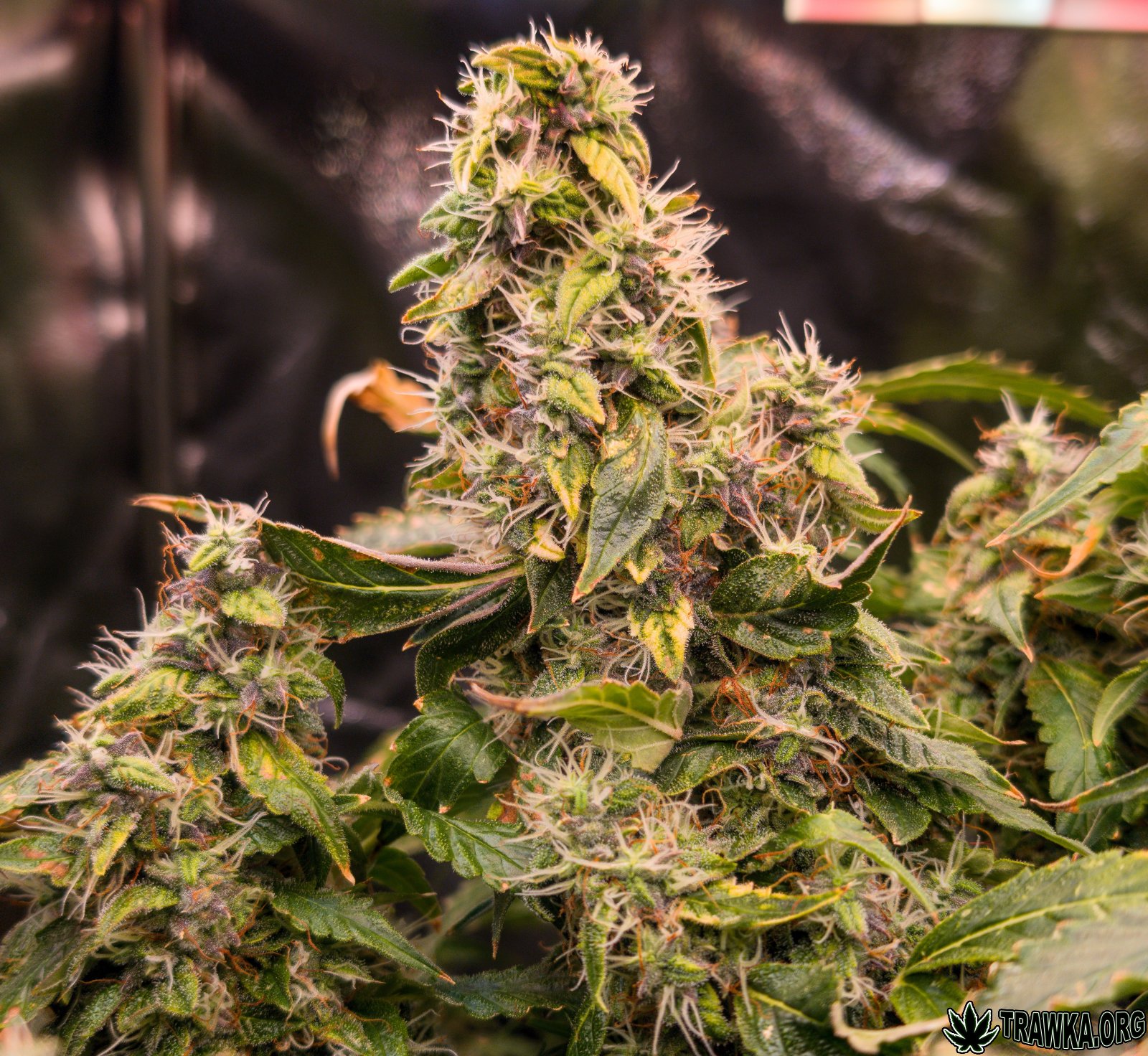 large.topy_zoom_9.jpg.2015ed795a61045c12