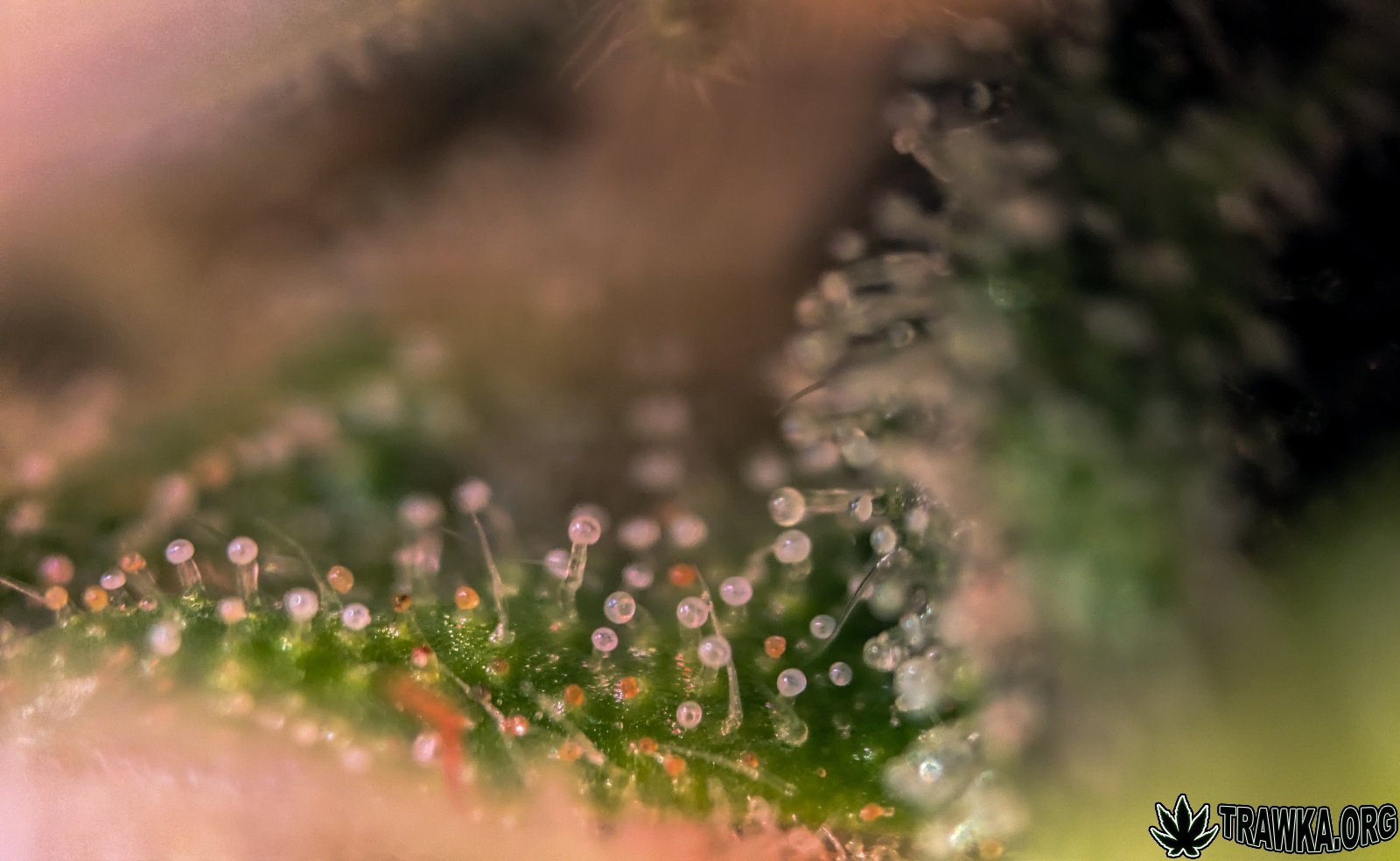 large.trichomy_1.jpg.08fe5b2377c37bc1f26