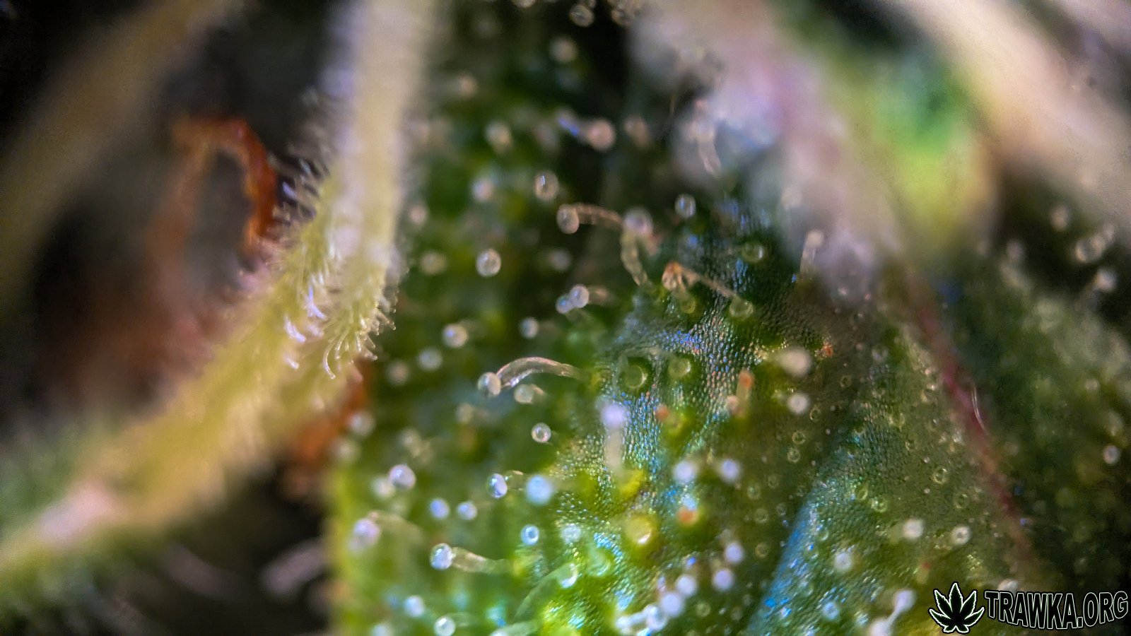 large.trichomy_2.jpg.f427383b14941e26bd1