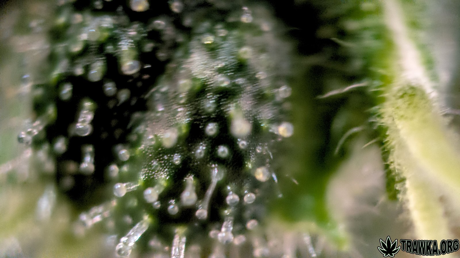 large.trichomy_3.jpg.8e26e11405066720976