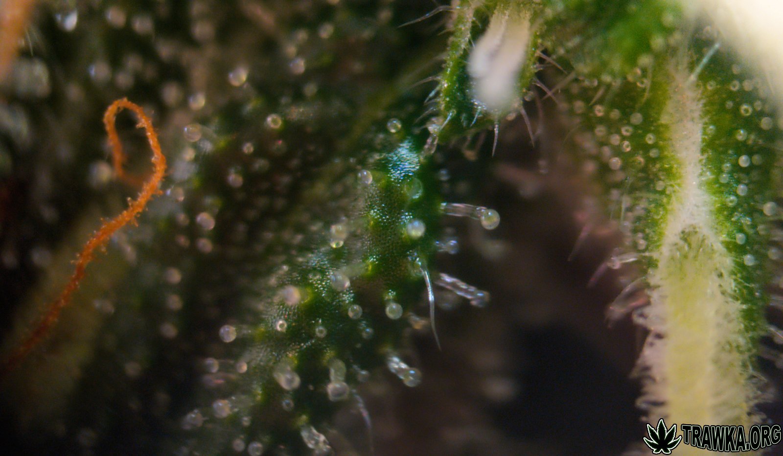 large.trichomy_4.jpg.5c89639992be0580398