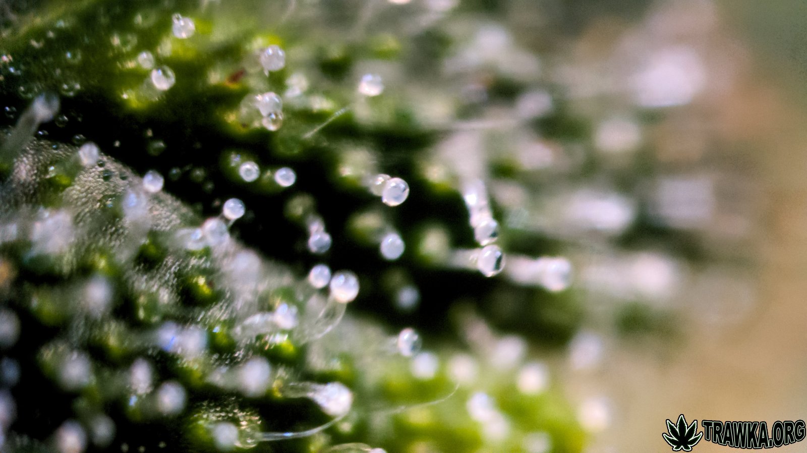 large.trichomy_5.jpg.092c44c1fde78ee3227