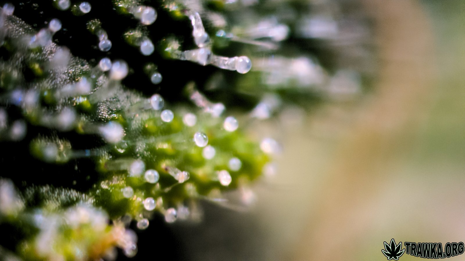 large.trichomy_6.jpg.4069a9549a045a66694