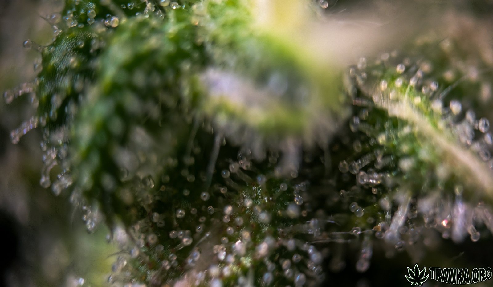 large.trichomy_7.jpg.0b587a37445cf07f431