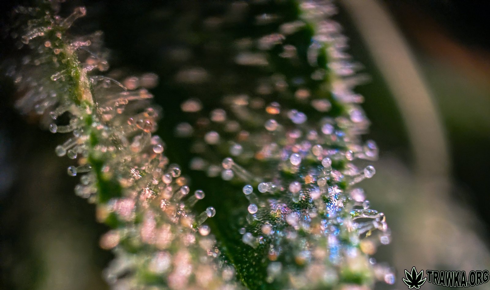 large.trichomy_macro.jpg.d6367ea1e8bdef6