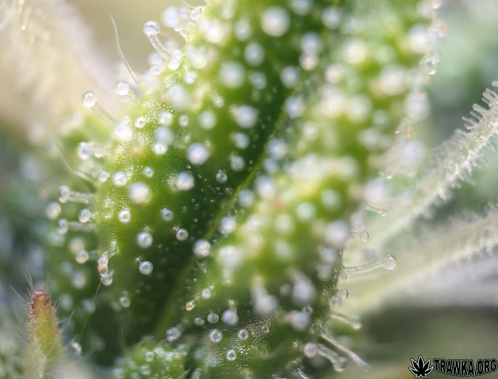 large.x.jpg.33aa9bd44c7284b7023a84f111bb