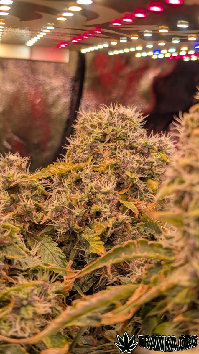 large_qwe.jpg.91095219c99087d22f82c09ea8