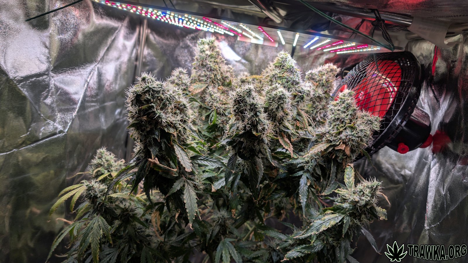 large_sad.jpg.7f6edb6c1e137e367688321a1c