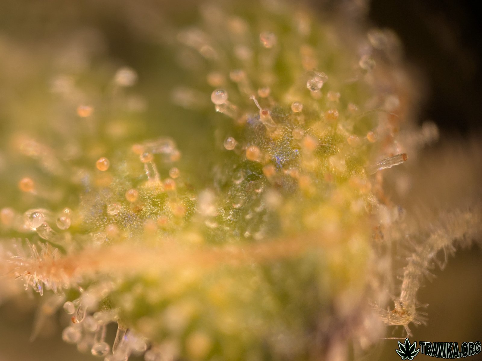 large_te2.jpg.42cda2226b302e77cb8bfd4278