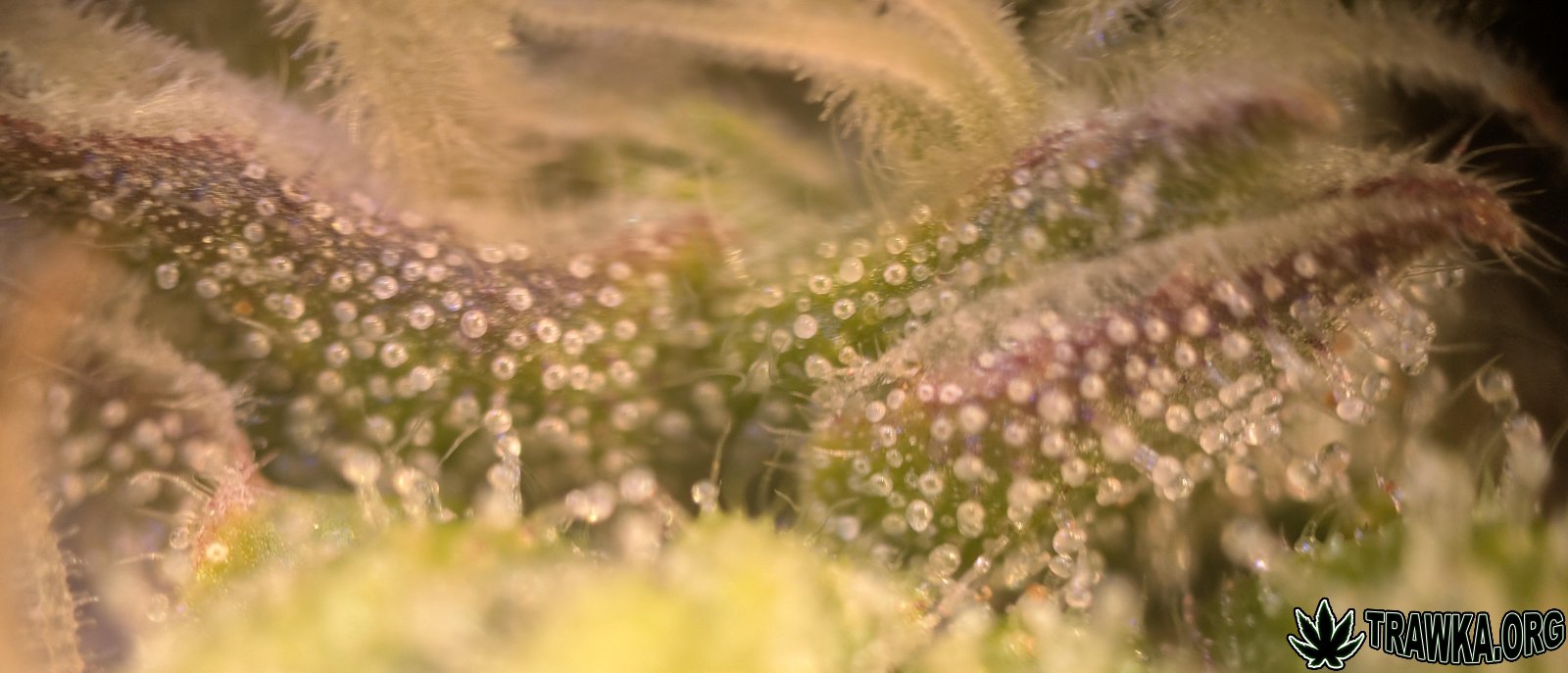 large_te22.jpg.8740ce0a6164e96392fdf2810