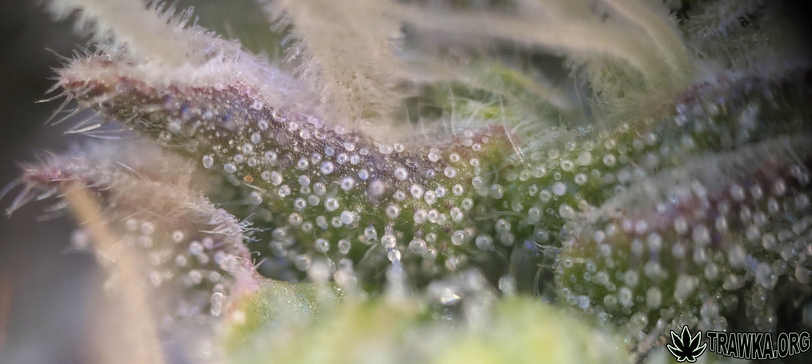 large_te23.jpg.e66e386490ff3a0a17084c44a