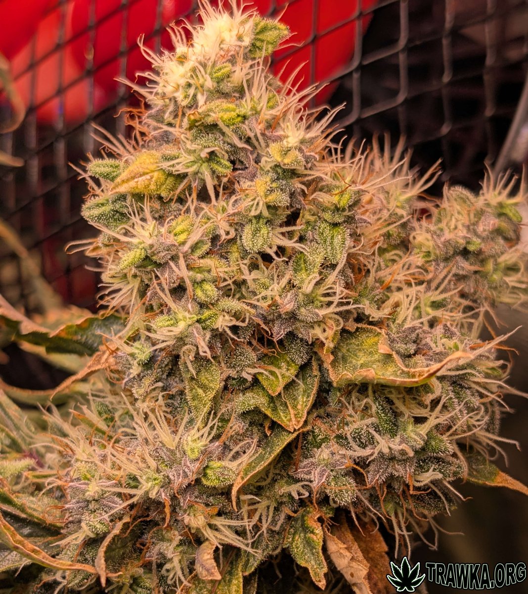 large_x3.jpg.46fc19ff886668f4ca169ff94d7