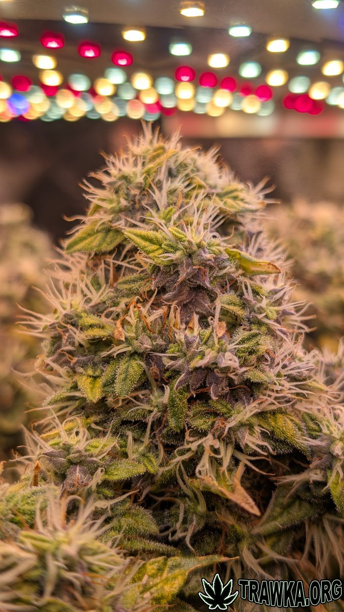 large_z21.jpg.857a0b912bbd3e1c4770c512ec