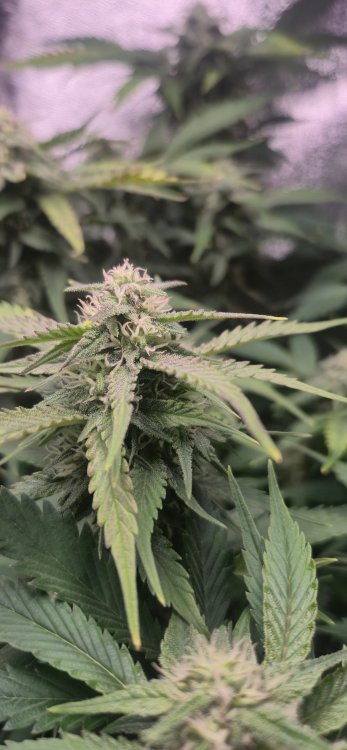 20260124_181826 (1).jpg