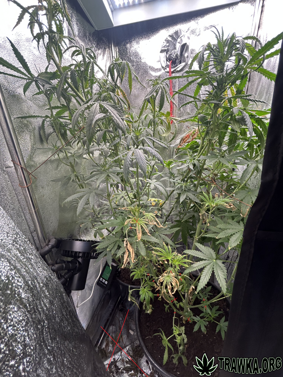 large.zxczxcxcx.png.6a5abc2befc43cb70664