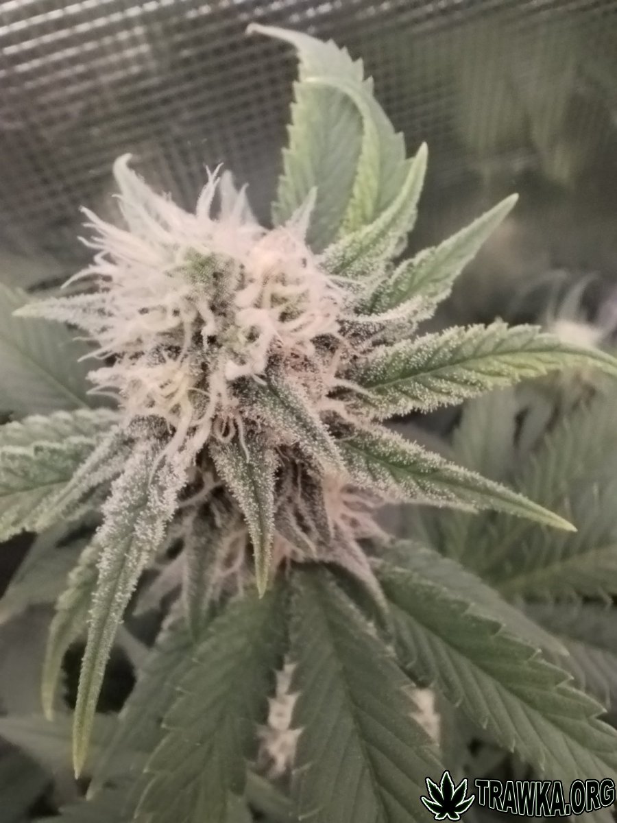 Uprawy kolobergrower 😅