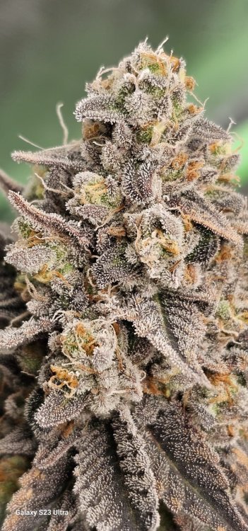 WhatsApp Image 2026-04-19 at 22.52.00.jpeg