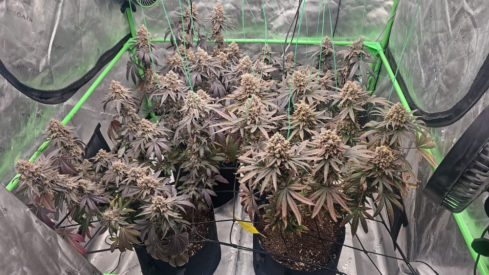 WhatsApp Image 2026-04-19 at 23.52.09.jpeg