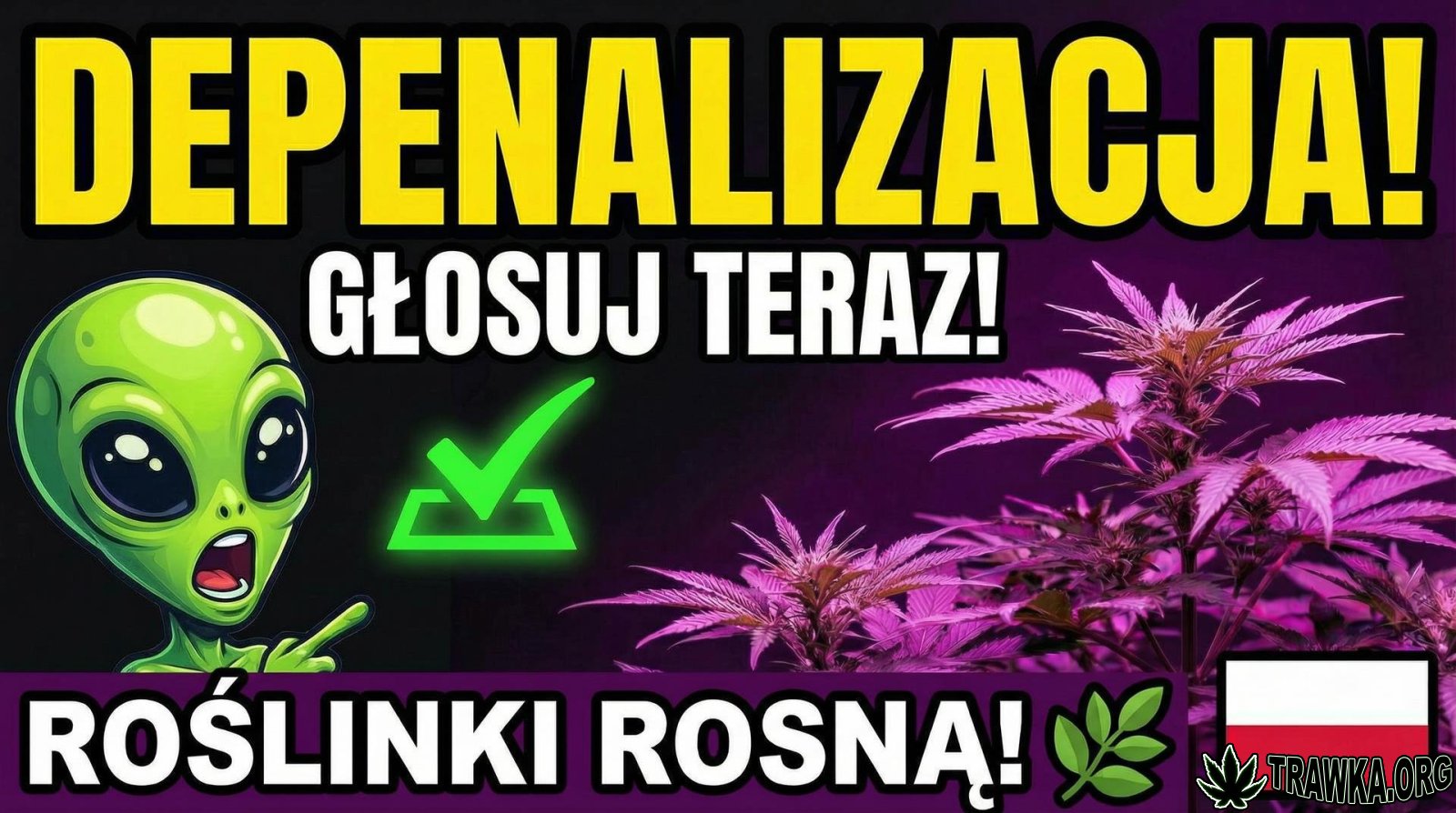 Uprawy kolobergrower 😅