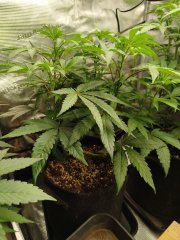 IMG_20260502_201236.jpg