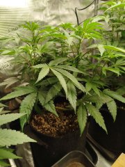 IMG_20260502_201239.jpg