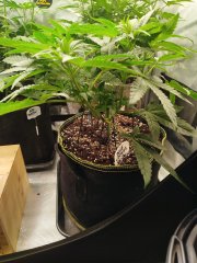 IMG_20260502_201249.jpg